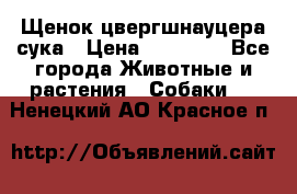Щенок цвергшнауцера сука › Цена ­ 25 000 - Все города Животные и растения » Собаки   . Ненецкий АО,Красное п.